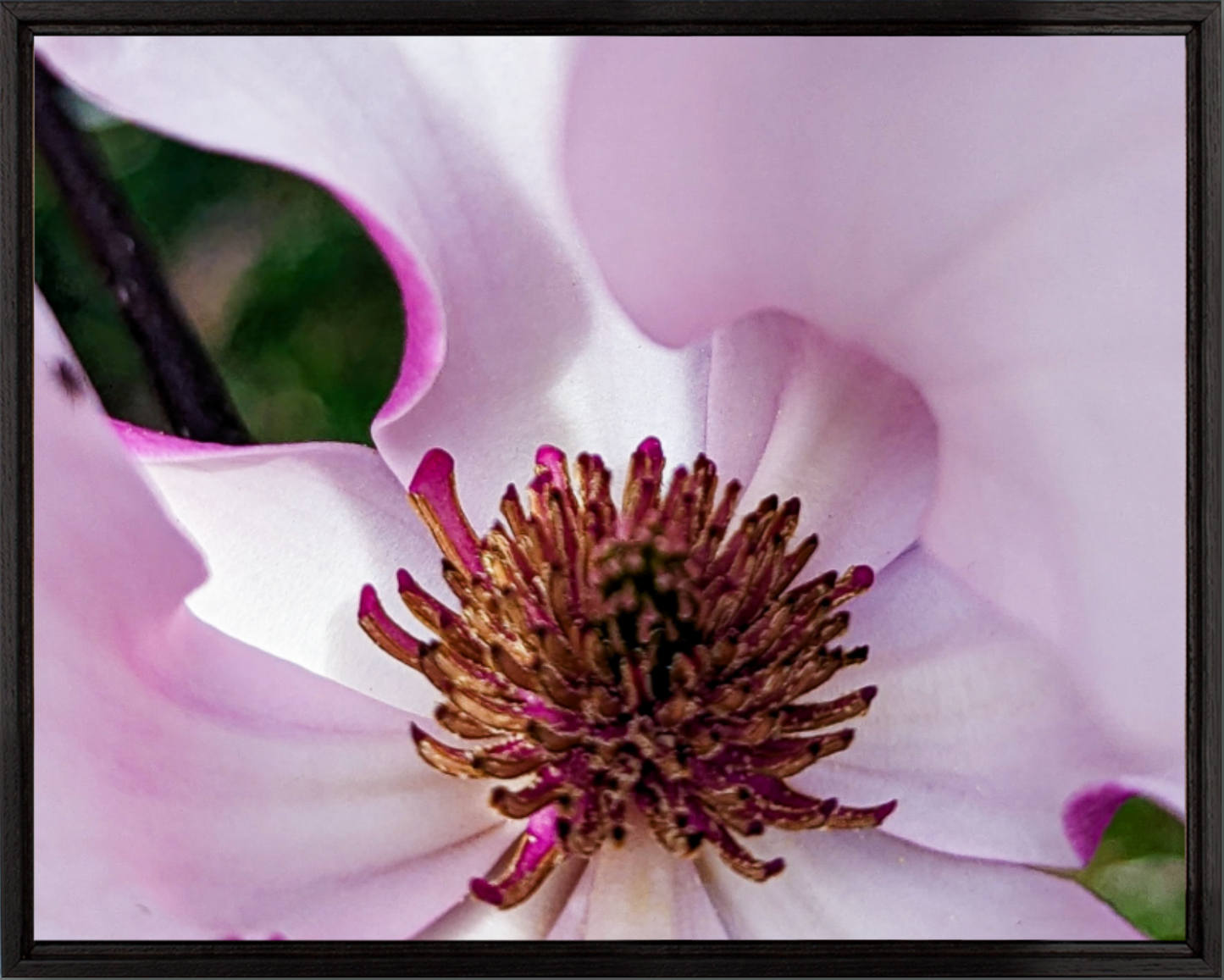 Blush of Pink