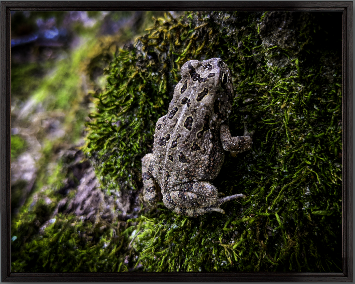 Fowler's Toad (Anaxyrus fowleri) Photo