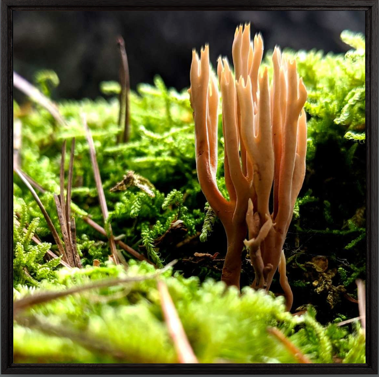 Of the Forest Floor