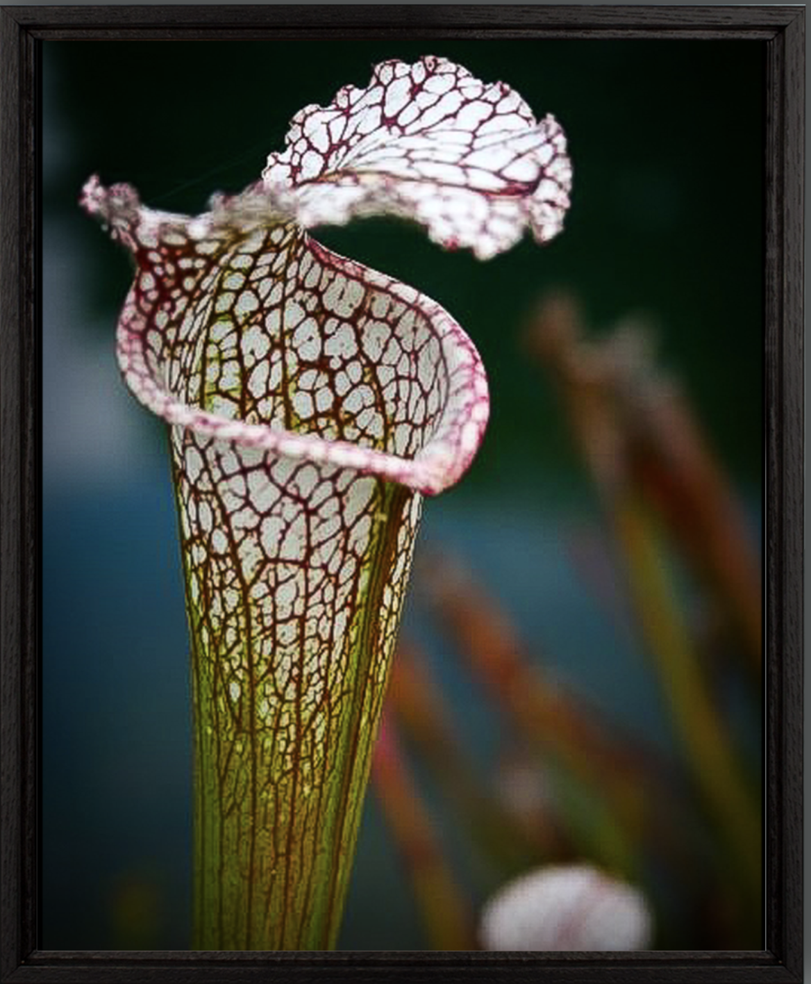 Carnivorous beauty