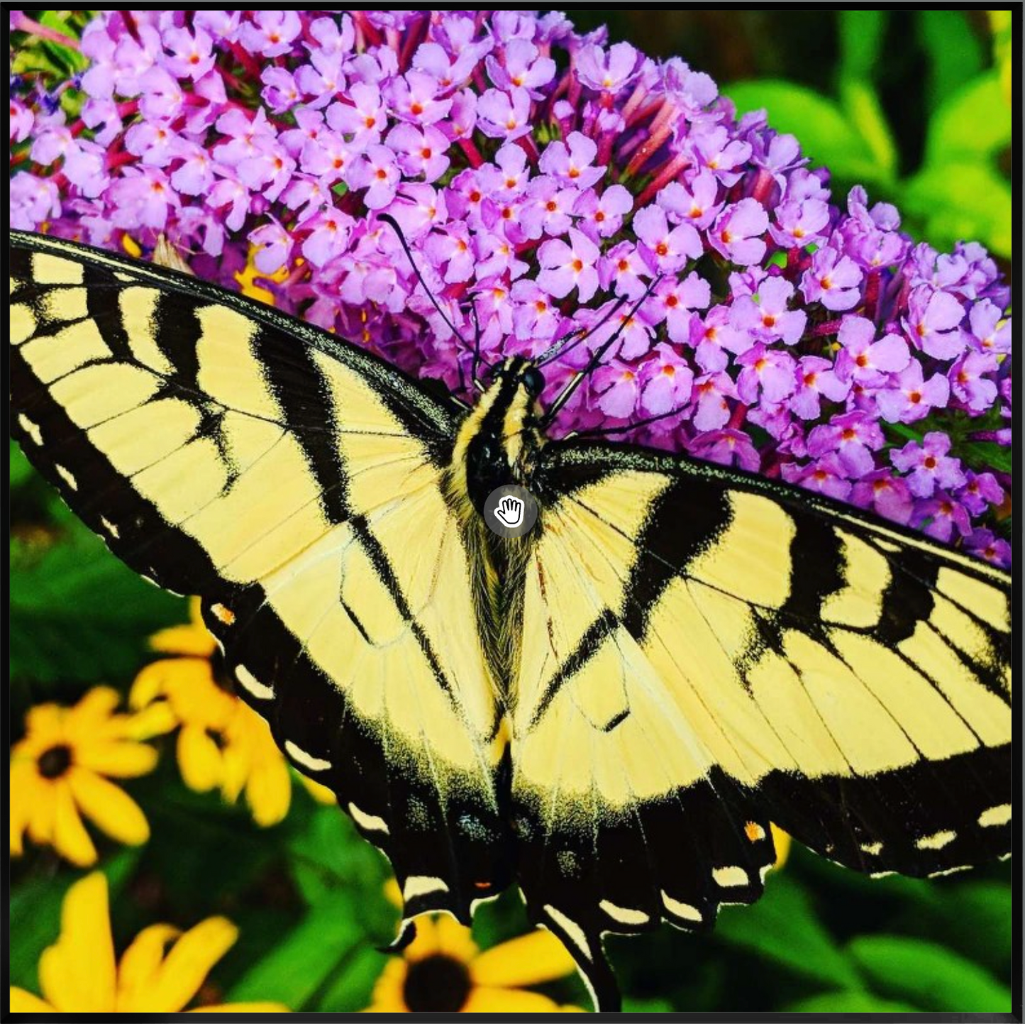 Eastern tiger swallowtail flutter